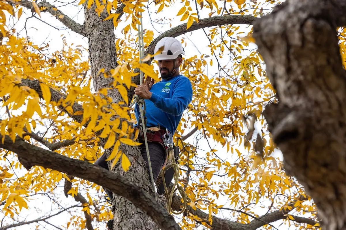 Skilled Emergency Tree Service crew working in Diamond